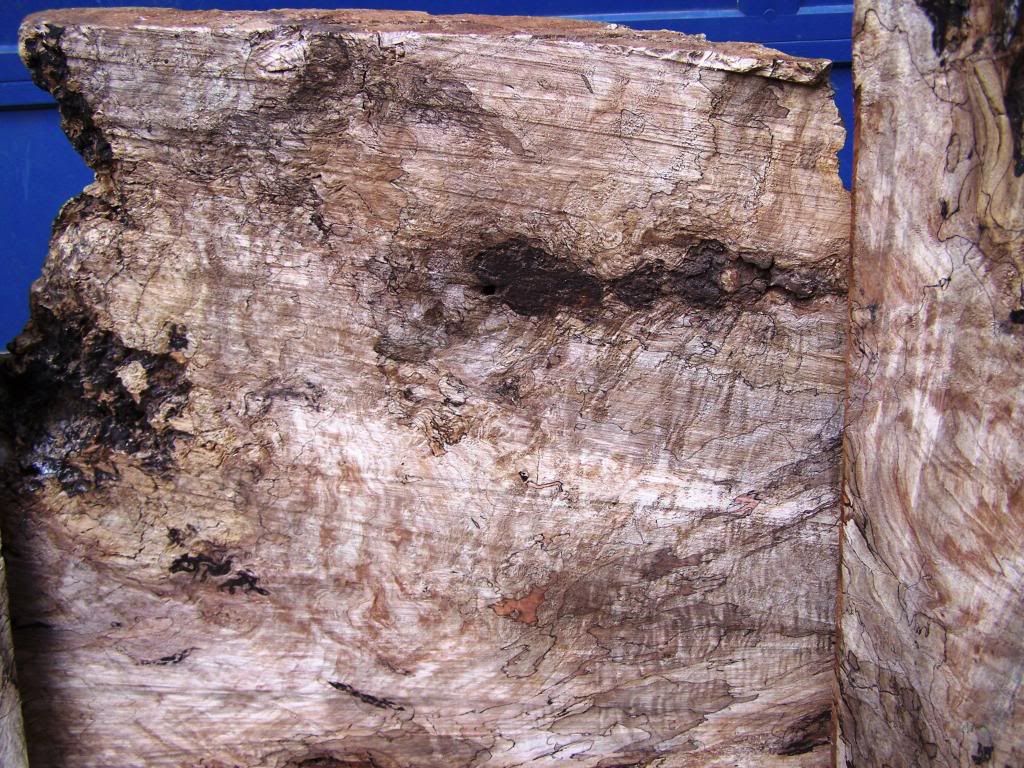 Spalted Maple Burl