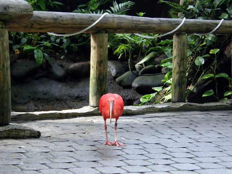 scarlet-ibis-1800x600.jpg