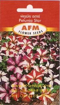 คลิกที่ภาพเพื่อชมภาพขยาย ดับเบิ้ลคลิกเพื่อลดภาพให้มีขนาดเท่าเดิม เมล็ดพันธุ์ดอกพิทูเนีย สตาร์ ตราเอเอฟเอ็ม  เมล็ดพันธุ์ดอกพิทูเนียสตาร์