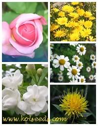 ชาดอกไม้ 5 สี 5 ชนิดในซองเดียว 5 in 1 Coloring Flower Tea