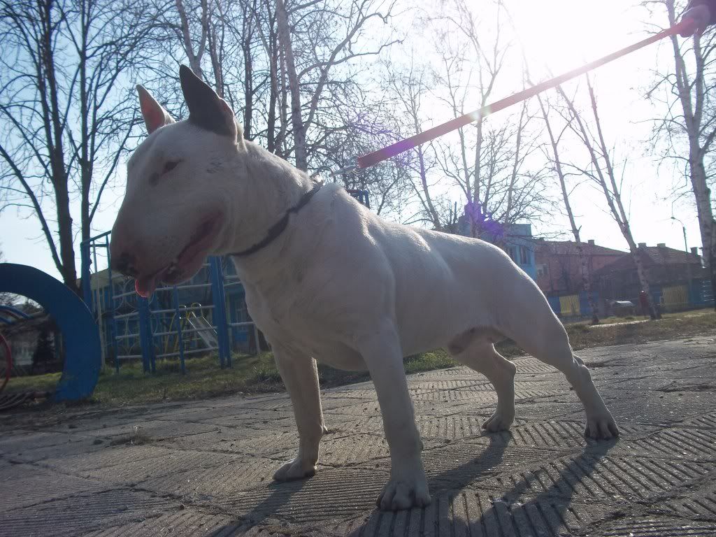 Качена снимка