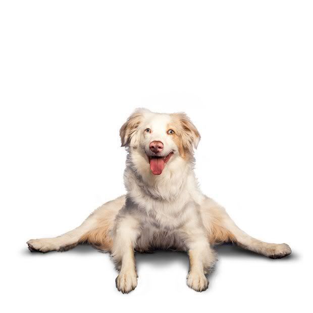 yoga_dogs_02.jpg