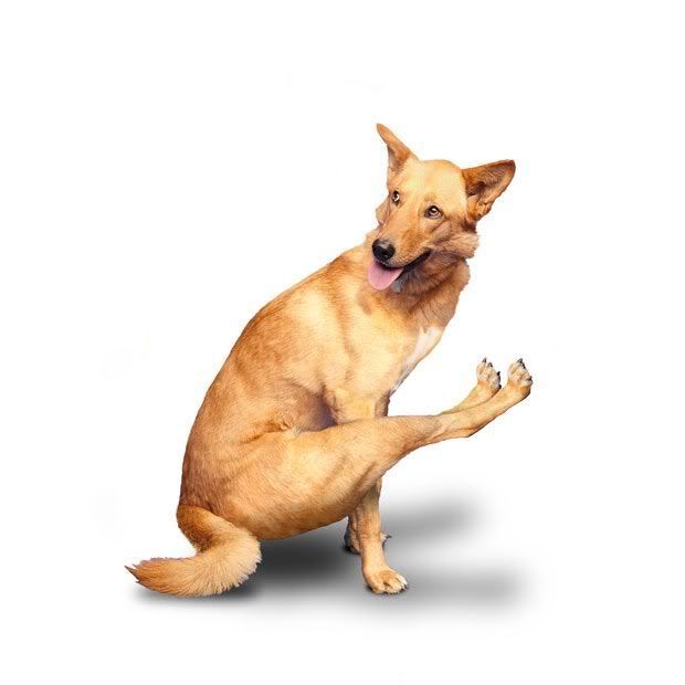 yoga_dogs_05.jpg