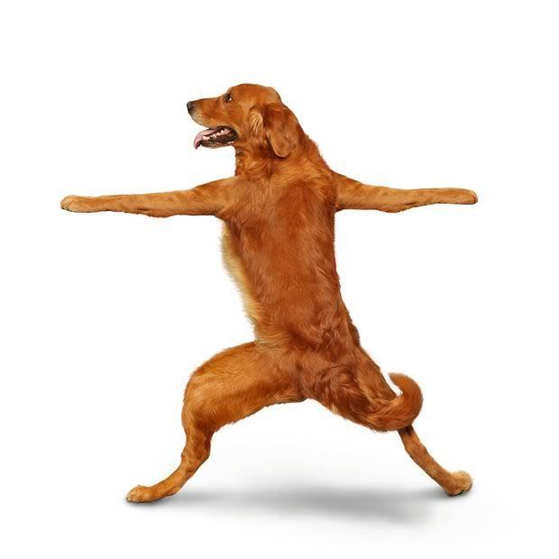 yoga_dogs_07.jpg