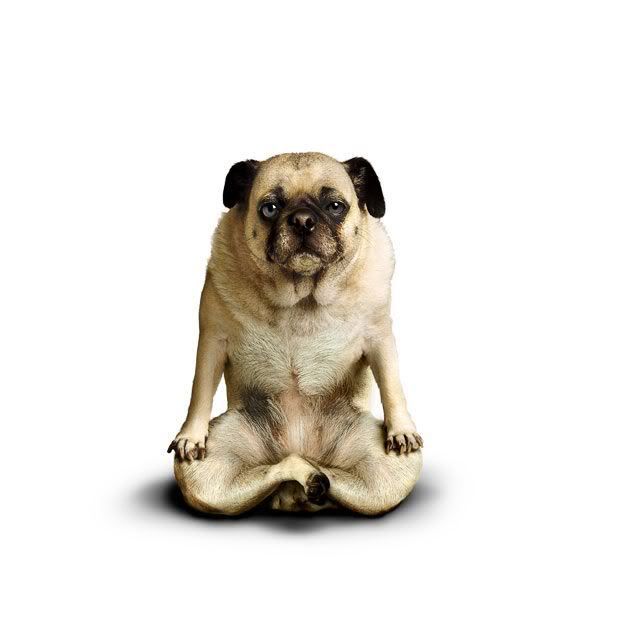 yoga_dogs_11.jpg
