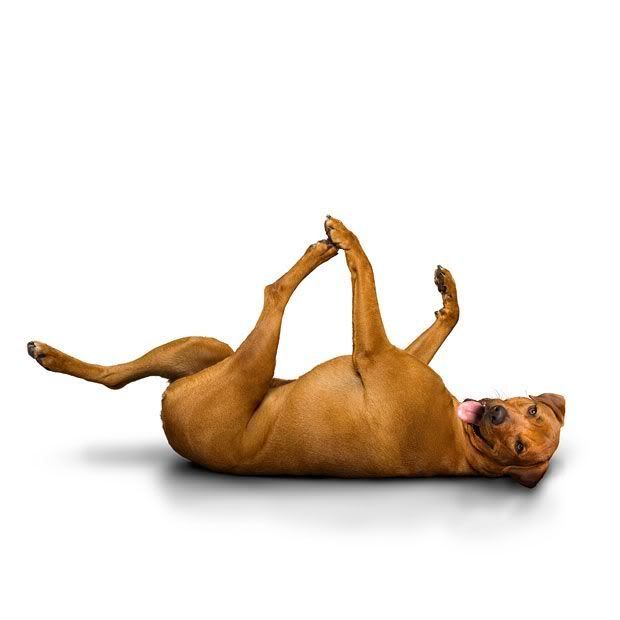 yoga_dogs_14.jpg