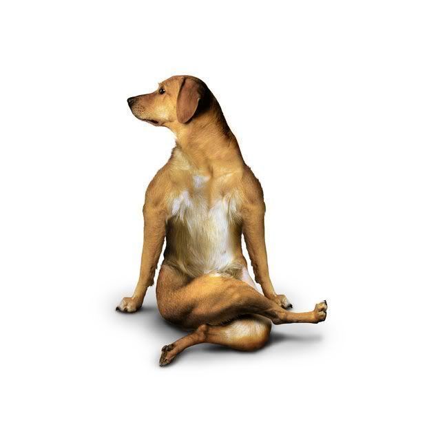 yoga_dogs_15.jpg