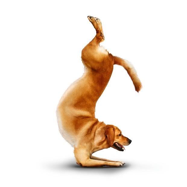 yoga_dogs_16.jpg