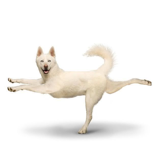 yoga_dogs_17.jpg