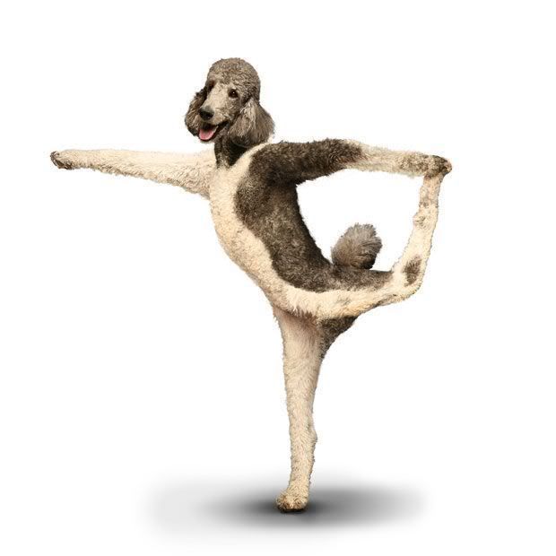 yoga_dogs_18.jpg