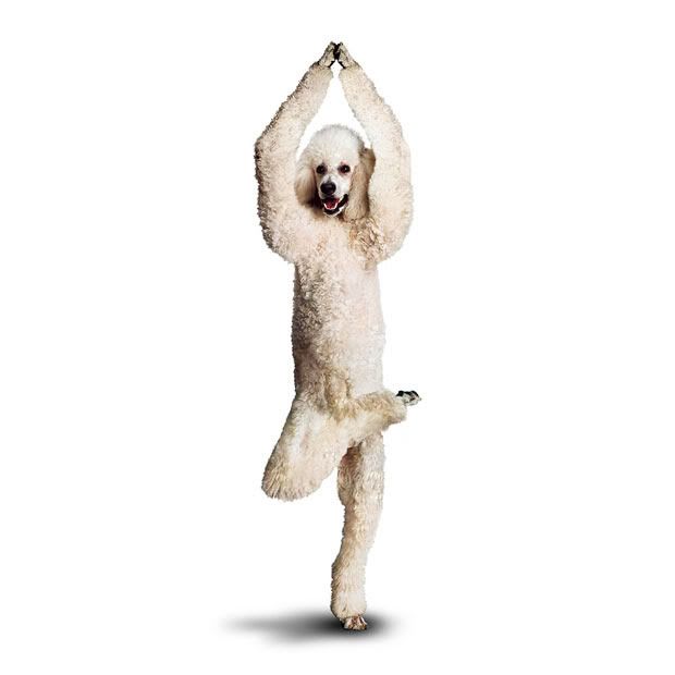 yoga_dogs_20.jpg