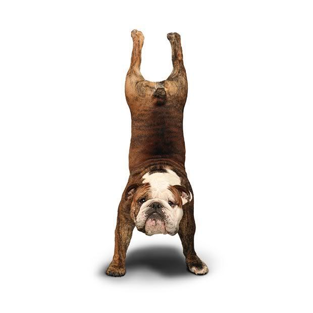 yoga_dogs_21.jpg