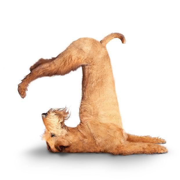 yoga_dogs_23.jpg