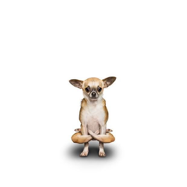 yoga_dogs_24.jpg