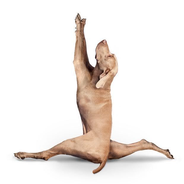 yoga_dogs_25.jpg