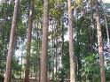 Hutan Kota Mayang Mengurai Jambi