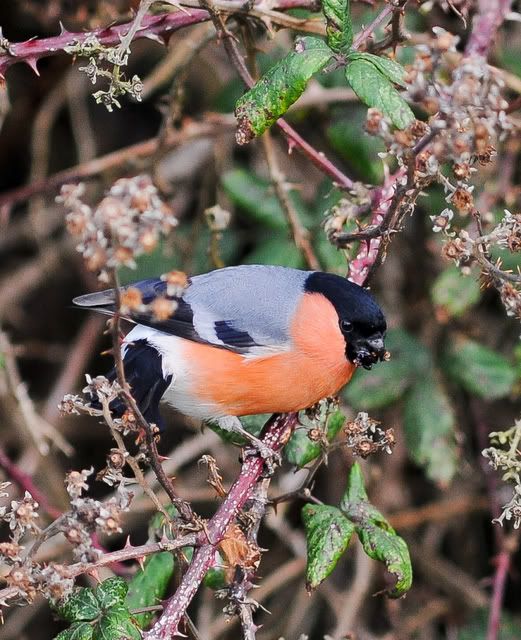 Bullfinch-33.jpg