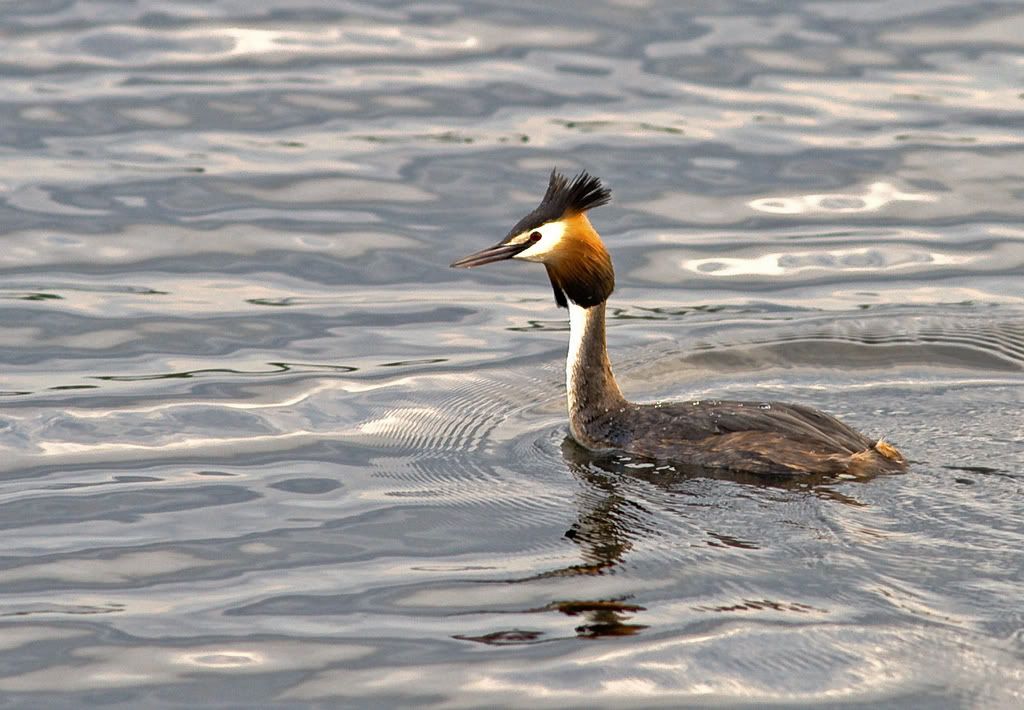 grebe-14.jpg