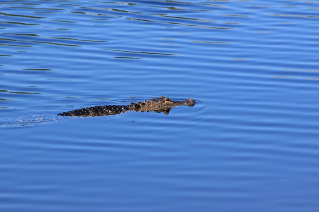 IMAGE: http://i774.photobucket.com/albums/yy29/captacotton/Canon/IMG_0058-1.jpg