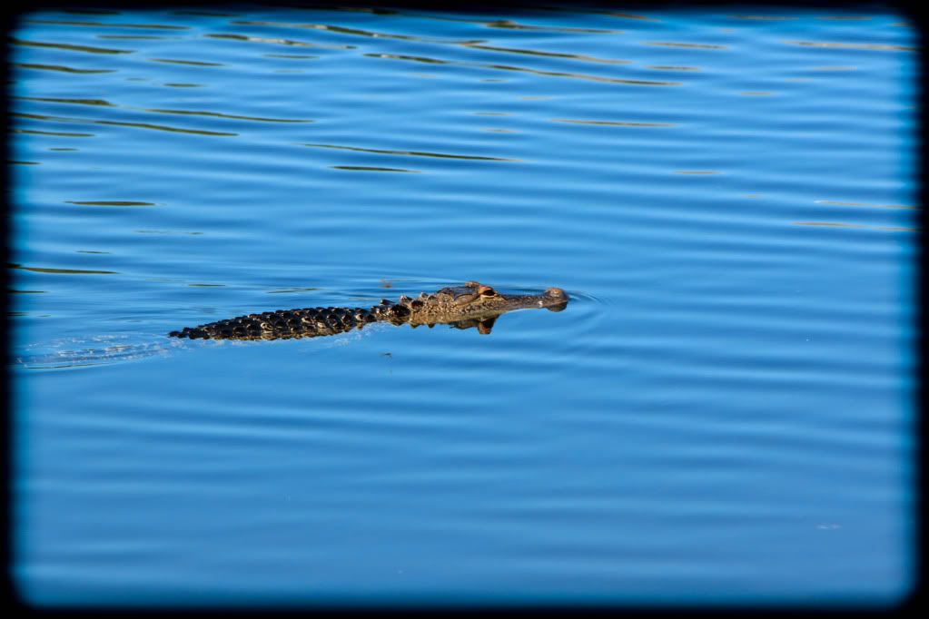 IMAGE: http://i774.photobucket.com/albums/yy29/captacotton/Canon/IMG_0058.jpg