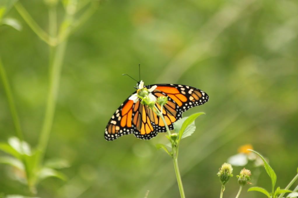 IMAGE: http://i774.photobucket.com/albums/yy29/captacotton/Canon/IMG_0154-1.jpg