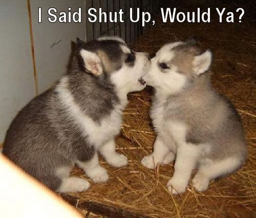 puppies pictures funny. 100%