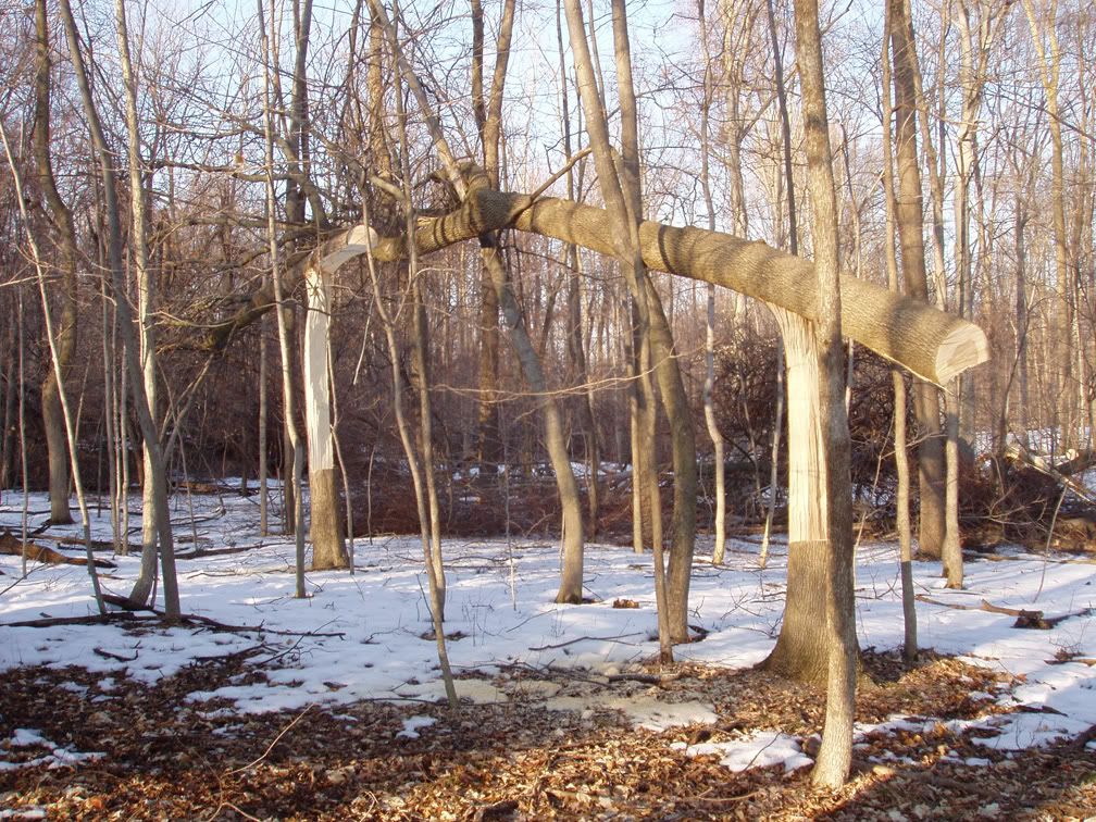Hinge cutting 14" trees??? Michigan Sportsman Online Michigan Hunting and Fishing Resource