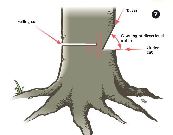 Hinge cuttingSafety and Control Michigan Sportsman Online