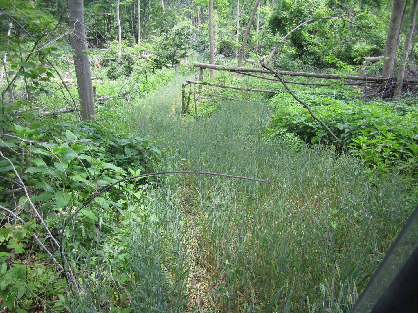 Establishing Several Small Food Plots Michigan Sportsman Online