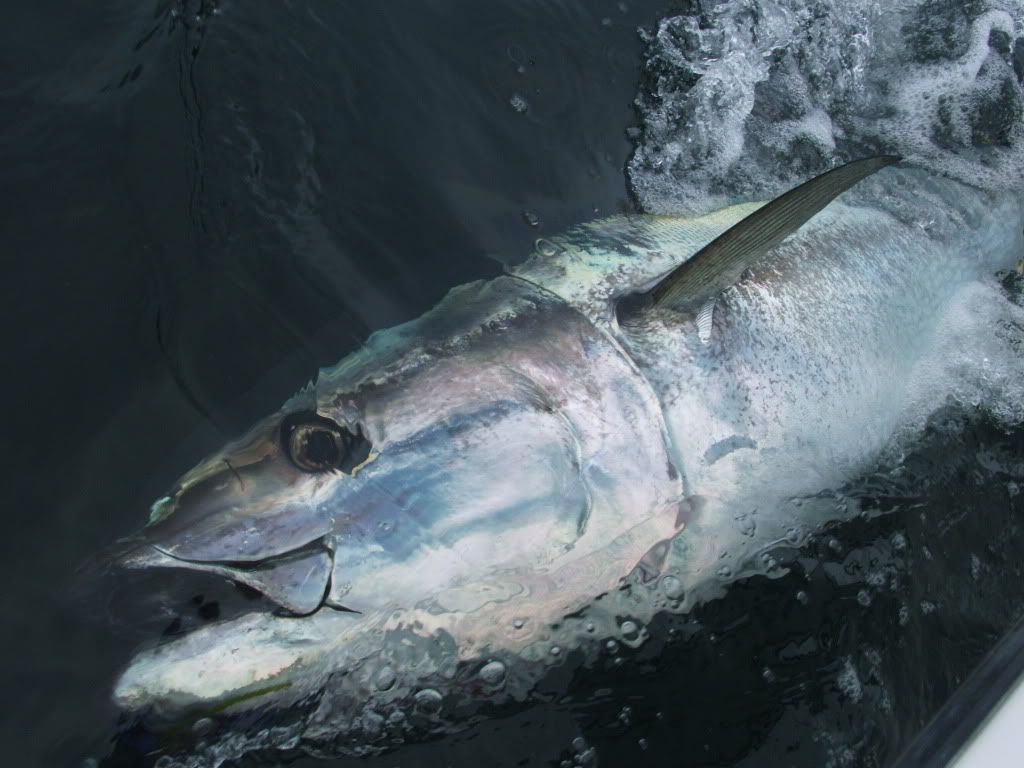 Four days adventure in Cape Cod Saltwater Fishing Discussion Board