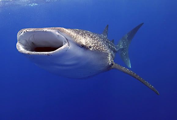 whale_shark.jpg